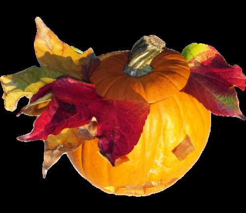 Pumpkin Gourd Harvest Thanksgiving Orange Autumn