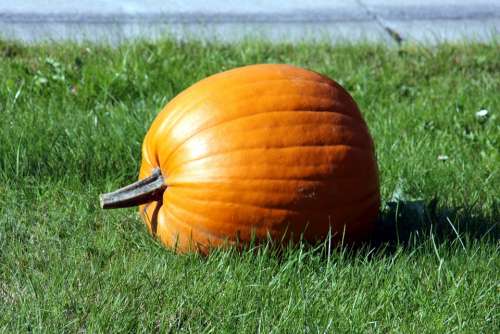 Pumpkin Grass Meadow Green Landscape Nature