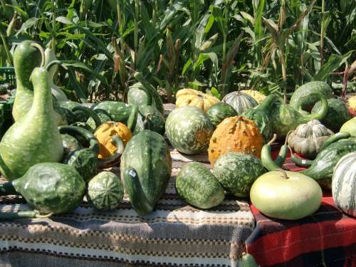 Pumpkin Green Autumn Decorative Squashes