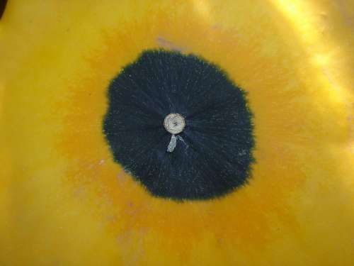 Pumpkin Detail Circle Yellow Center