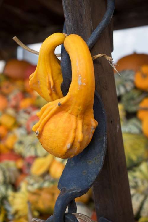 Pumpkin Autumn Orange Yellow Gourd Decoration