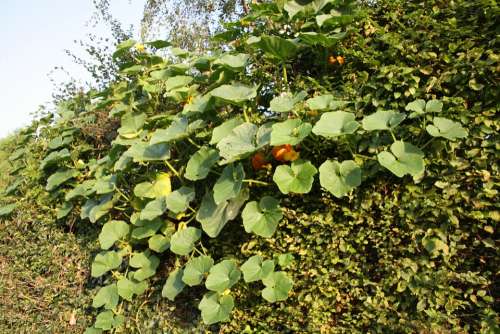 Pumpkin Bush Plant Leaves Green Orange Fruit Eat