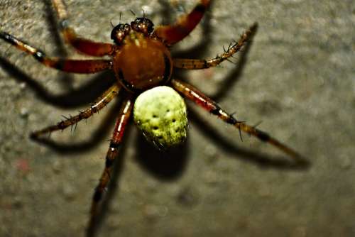 Pumpkin Spider Spider Close Macro Arachnid