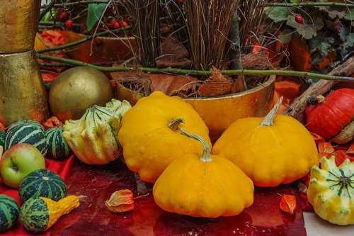 Pumpkins Decorative Squashes Autumn Decoration