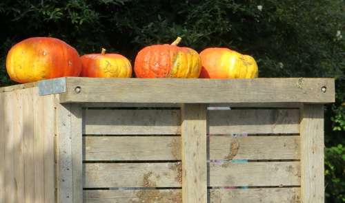 Pumpkins Autumn Fruits Season Color Autumn Colours