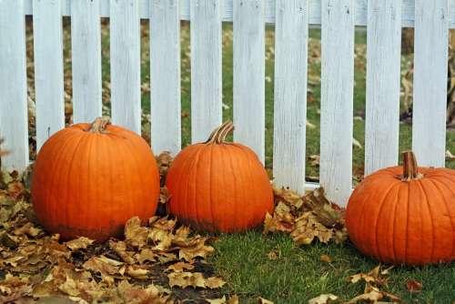 Pumpkins Fence Thanksgiving Halloween Decoration