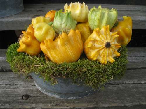 Pumpkins Bowl Moss Colors Autumn