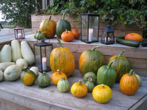 Pumpkins Arrangement Colors Autumn Lamps Light