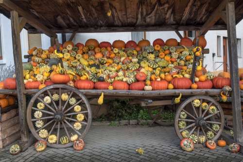 Pumpkins Autumn Orange Yellow Gourd Decoration