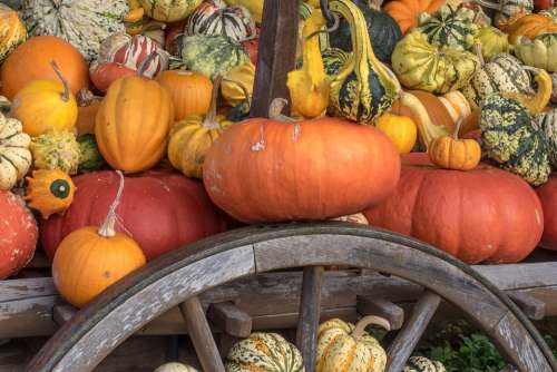 Pumpkins Autumn Orange Yellow Gourd Decoration