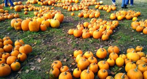 Pumpkins Orange Harvest Farm Halloween Autumn