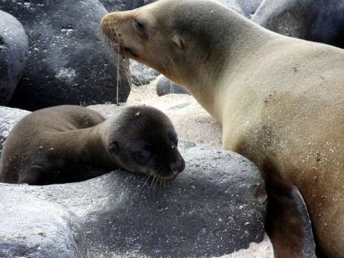 Pup Mother Sea Lion Baby Bond Galapagos Islands