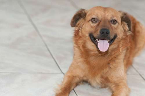 Puppy Dog Smiling Dog Pet Adorable Beautiful