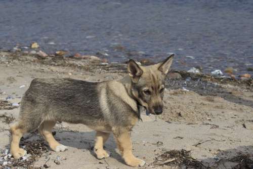 Puppy Beach Sand Cute Dog Pets Water Nature