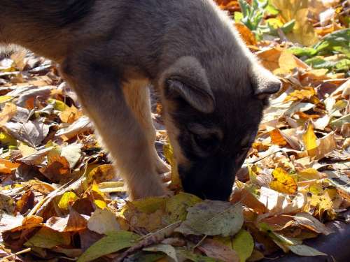 Puppy Leaves Autumn Yellow Sniffing Looking For