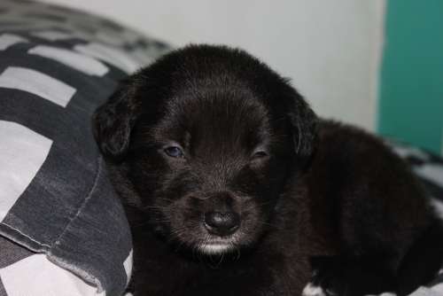 Puppy Adorable Beautiful Blackie