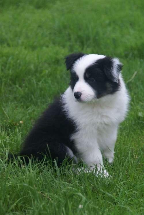 Puppy Collie Dog