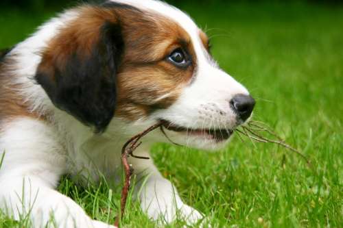 Puppy Dog Pet Animal Meadow Head