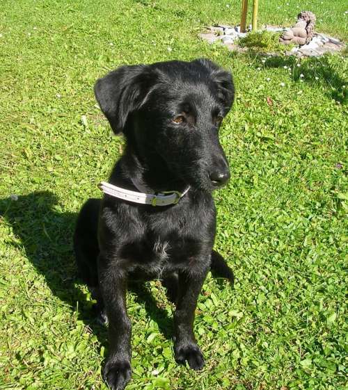 Puppy Labrador Dog Black Pet Meadow Close Up