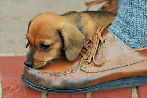 Puppy Brown Sausage Shoe Leather Tasty