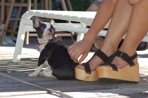Puppy Dog Animal Pet Small Sitting Puppies Shoes