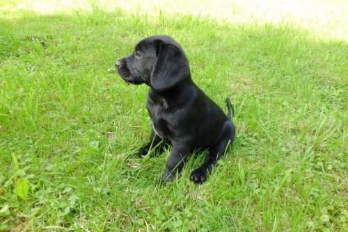 Puppy Labrador Dog Cute Black Meadow Beautiful