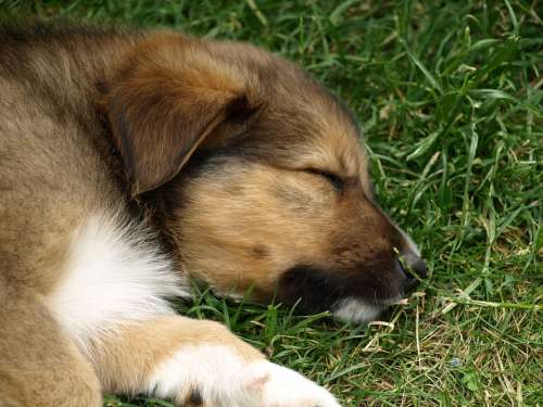Puppy Young Dog Cute Dog Young Pet Sleepy Tired