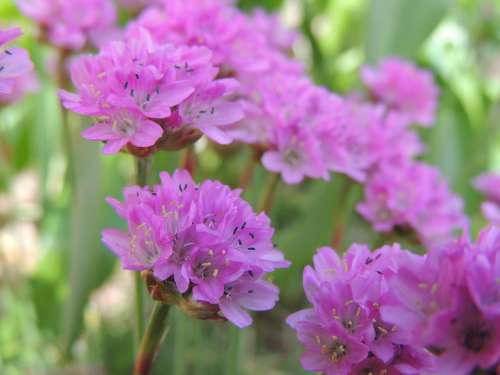 Purple Flower Nature Garden