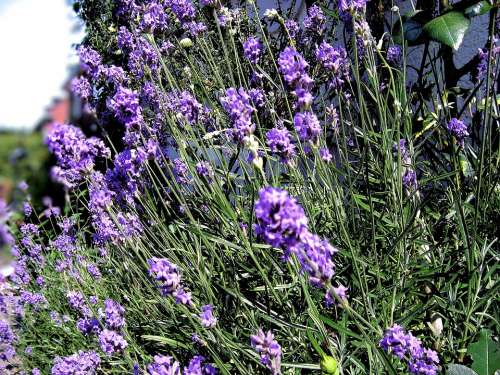 Purple Lavender Lavender Flowers