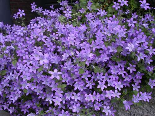 Purple Flower Plants Spring