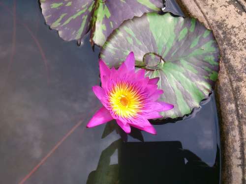 Purple Lily Water Lily Purple Flower Flower