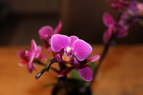 Purple Flower Orchid Plant Nature Houseplant