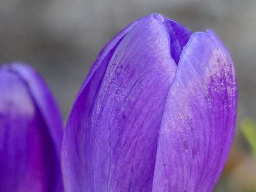 Purple Crocus Blossom Flower Nature Spring Garden