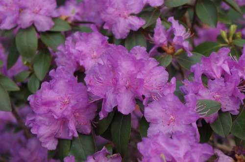 Purple Flower Purple Flower Bush Spring