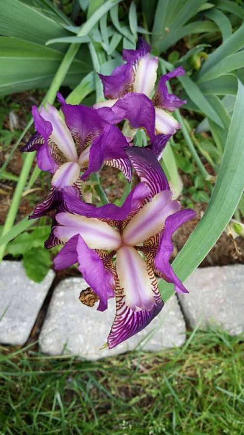 Purple Flower Plant Color Beauty Purple