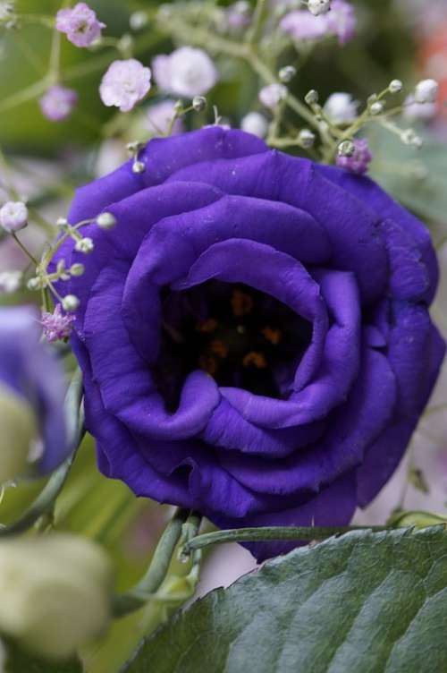 Purple Flower Blossom Bloom Bouquet Festive