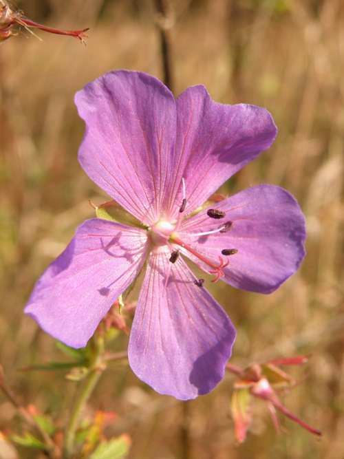 Purple Flower Flowering Autumn