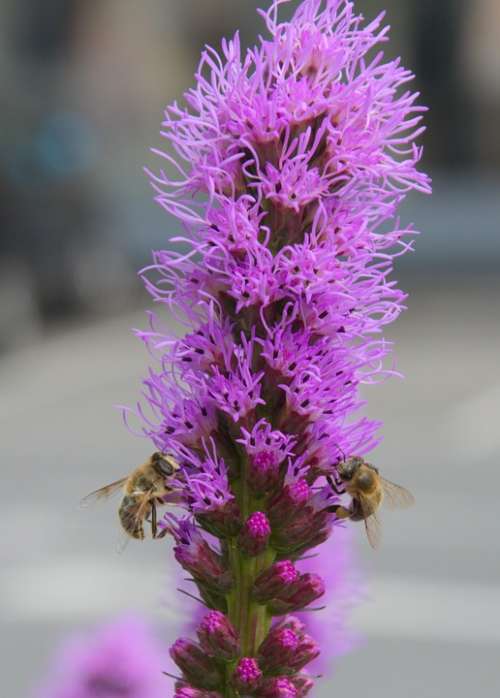 Purple Flowers Insect Bees Pollen