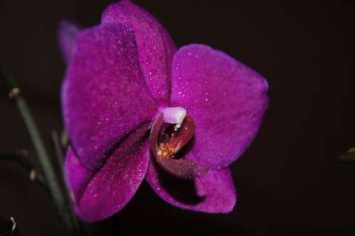 Purple Flower Plant Orchidaceae Orchid Nature