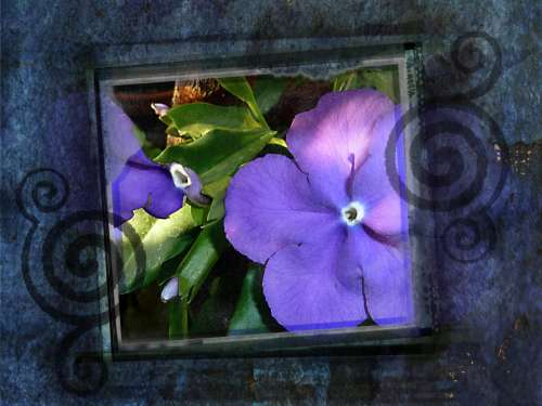 Purple Flowers Framed Embellishment Texture