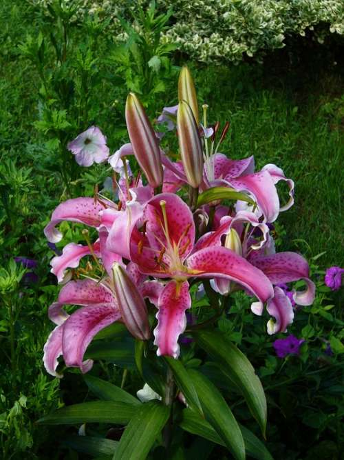 Purple Pink Flower Garden