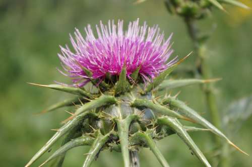 Purple Thistle Thorn Nature Hardships Hiking