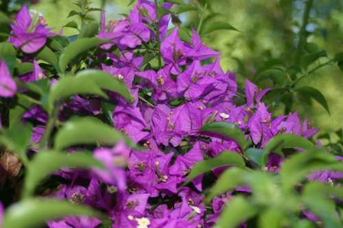 Purple Blossom Bloom Flower Flowers