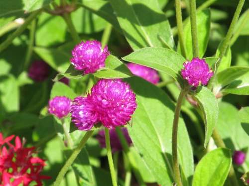 Purple Clover Blossoms Blooms Purple Leaf Green