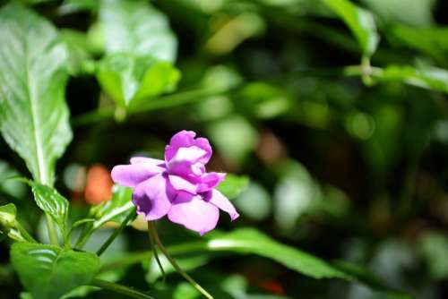 Purple Flower Flower On Sunlight Bloom Blossom