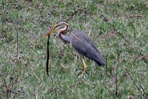 Purple Heron Ardea Purpurea Wader Heron Bird Kill