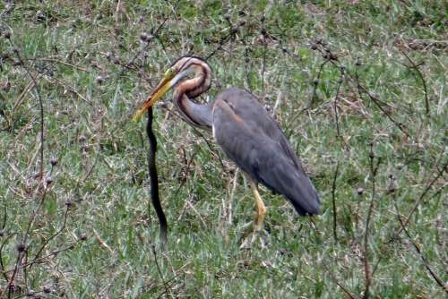 Purple Heron Ardea Purpurea Wader Heron Bird Kill