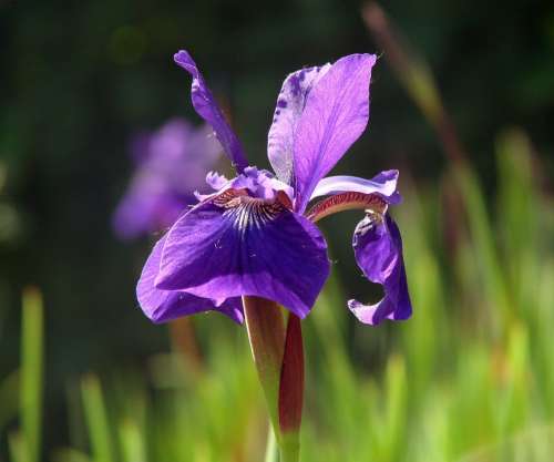 Purple Iris Beautiful Bright Color Nature Flower