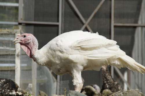 Puter Turkey Poultry Bird Poultry Farm Plumage