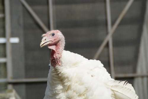 Puter Turkey Poultry Bird Poultry Farm Plumage